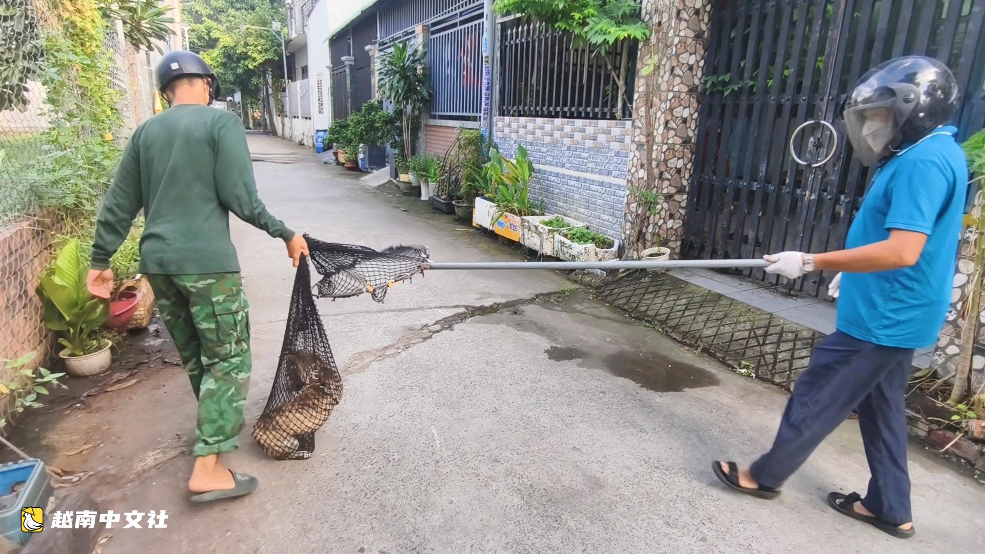 胡志明市東和坊組織抓捕流浪狗