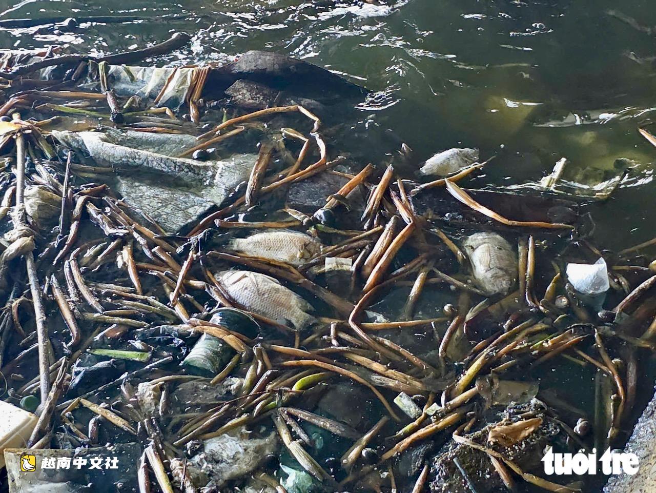 越南綏和市調節湖出現大量死魚