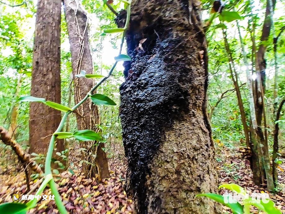 越南福保原始森林:古樹環抱夢幻蔚藍海峽