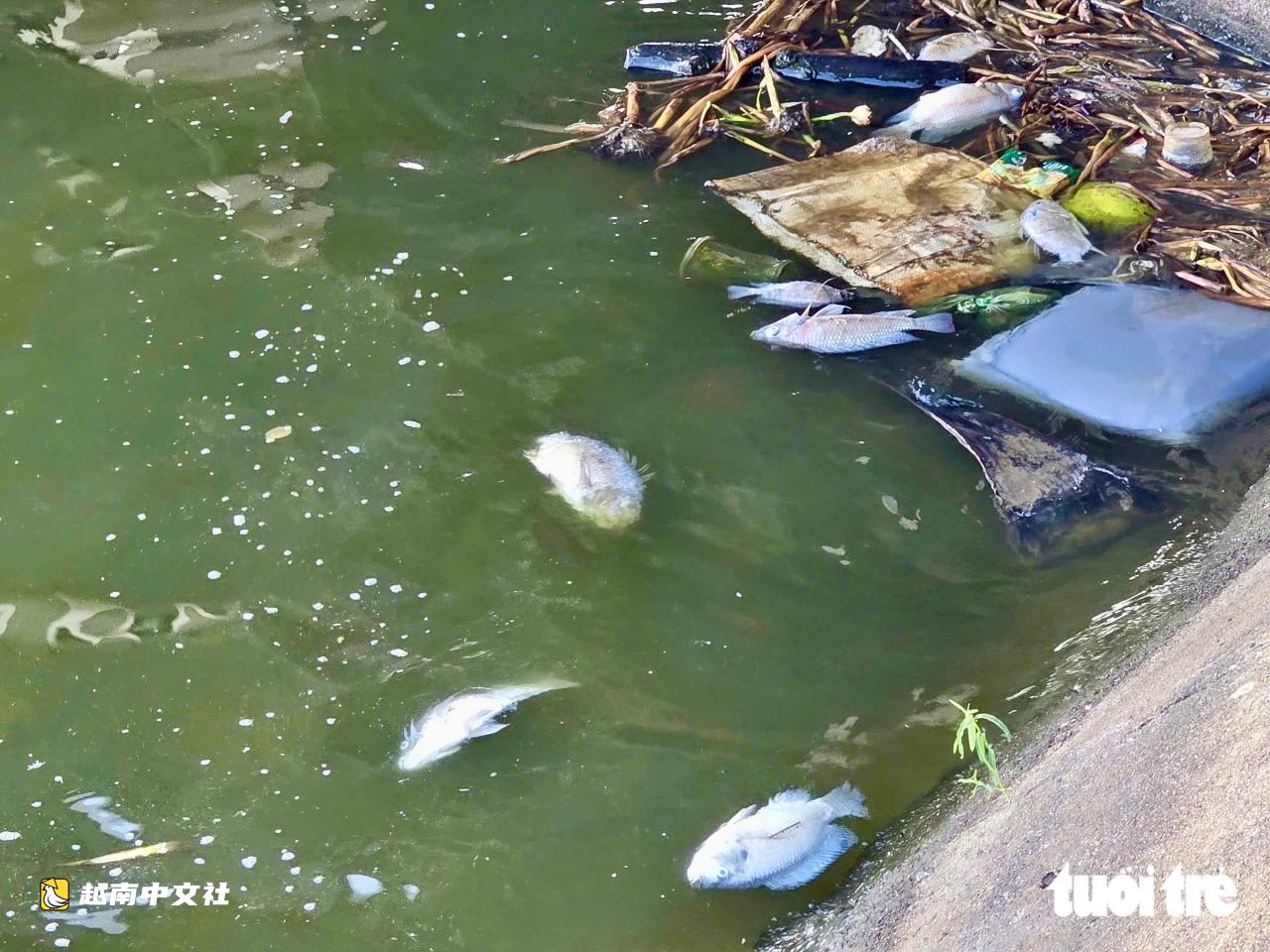 越南綏和市調節湖出現大量死魚