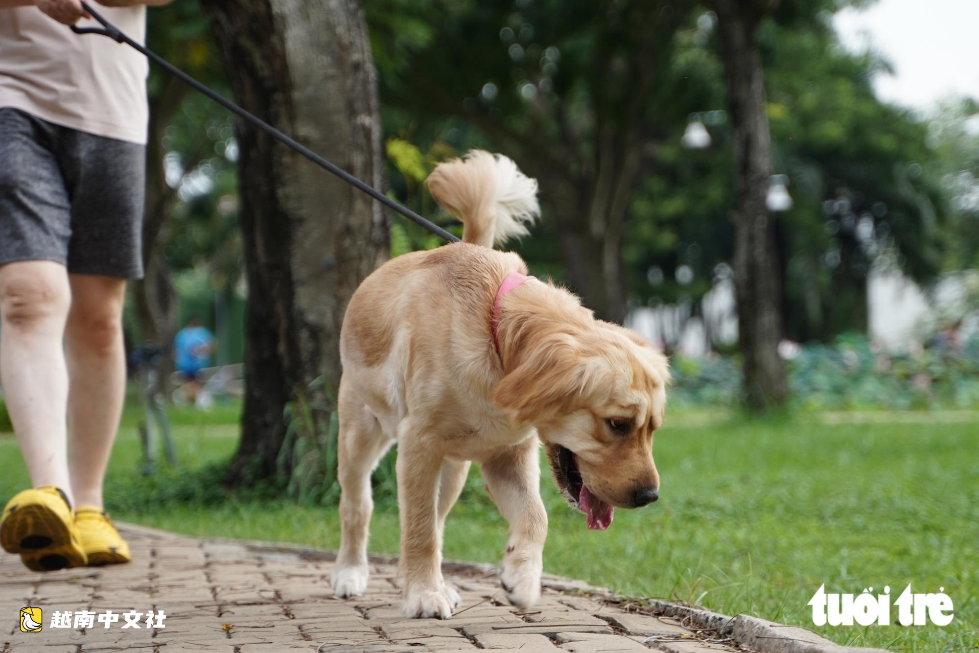 越南胡志明市富美興景丘公園現不拴繩不戴嘴套的狗
