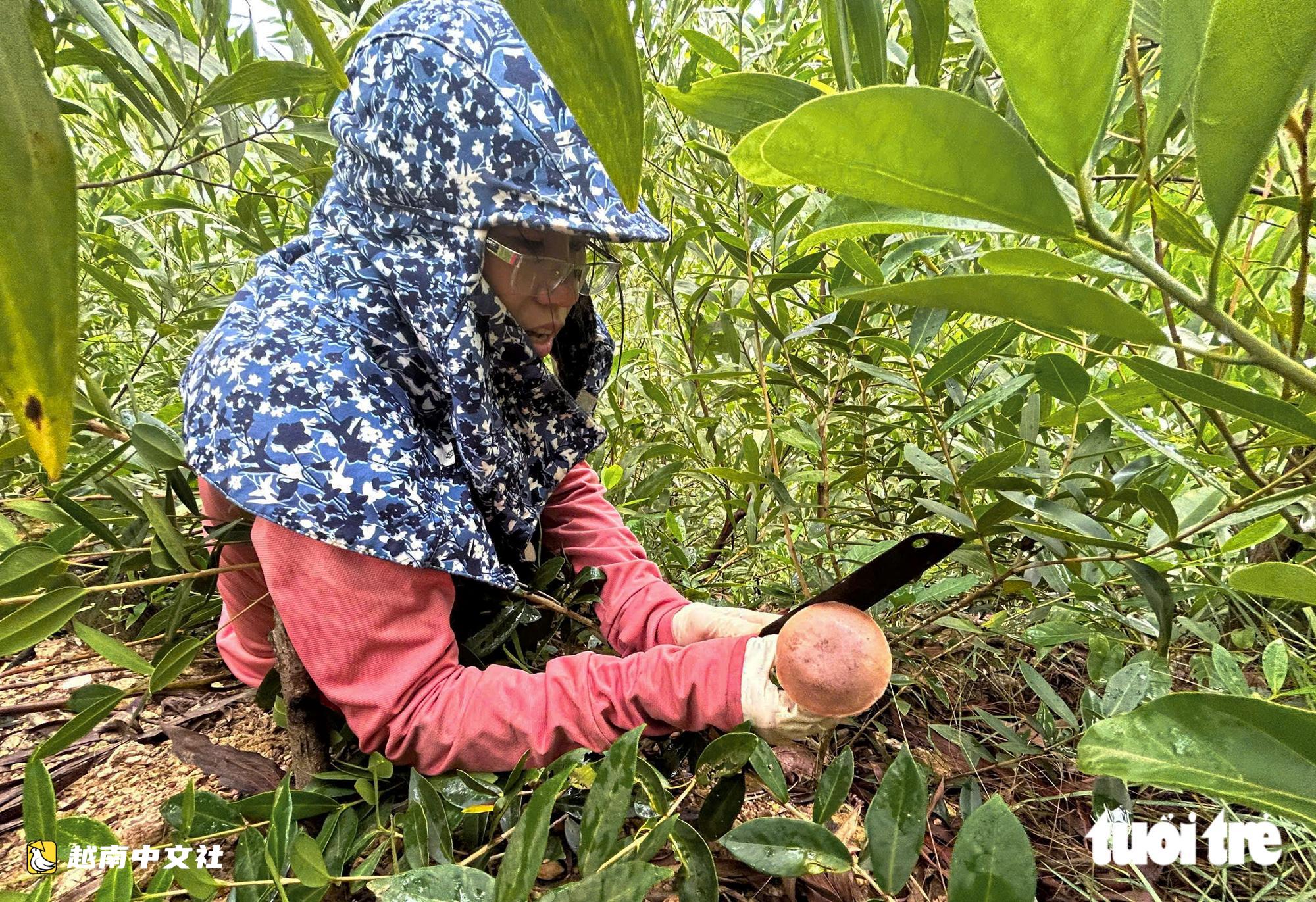 越南廣治省村民相約進森林採蜜環菌