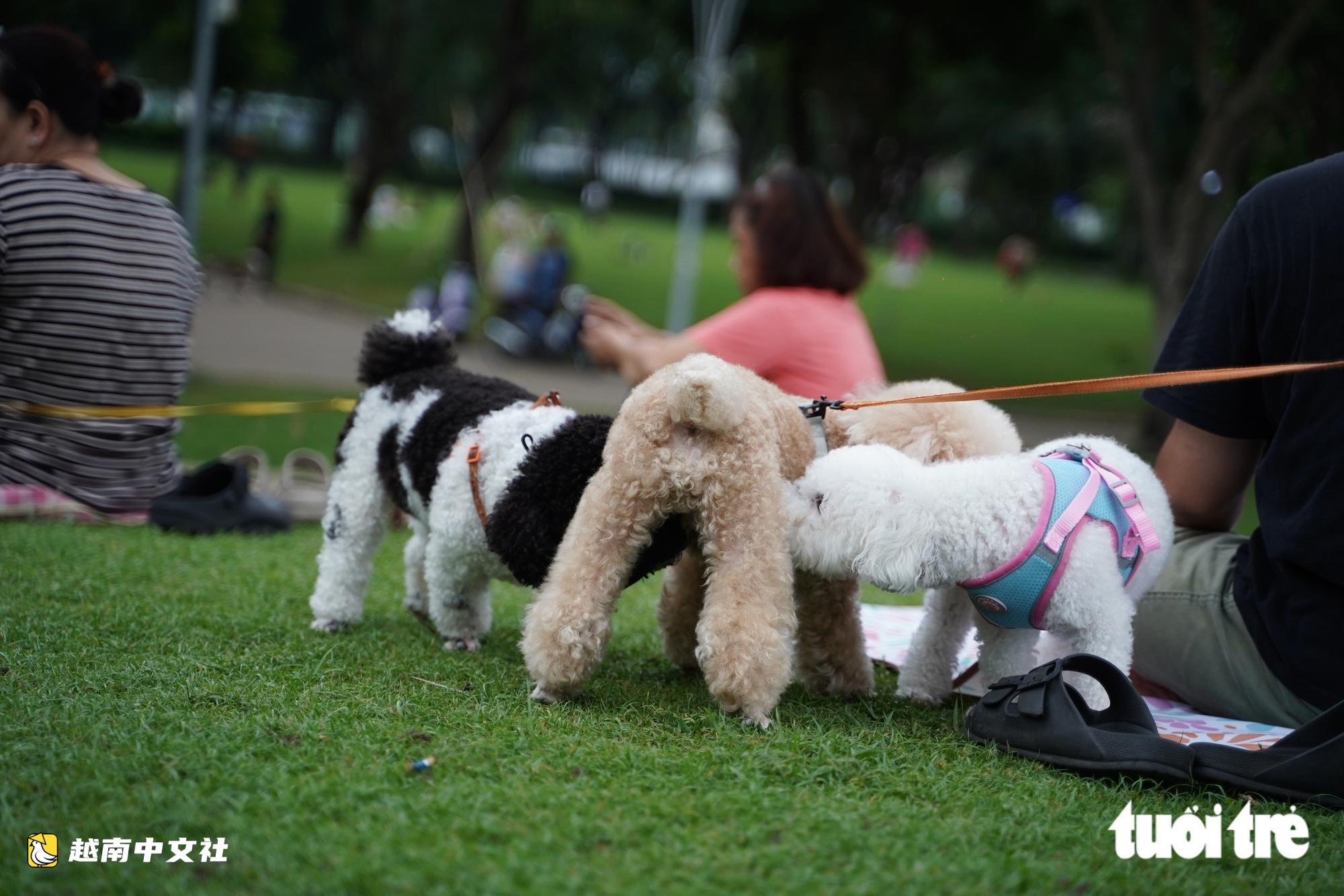 越南胡志明市富美興景丘公園現不拴繩不戴嘴套的狗