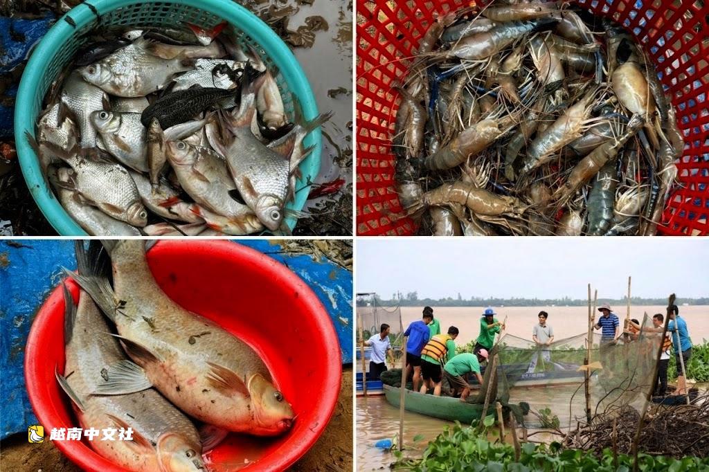 越南同塔省農民拆魚柵捕魚,學習攝影拍視頻推廣旅遊