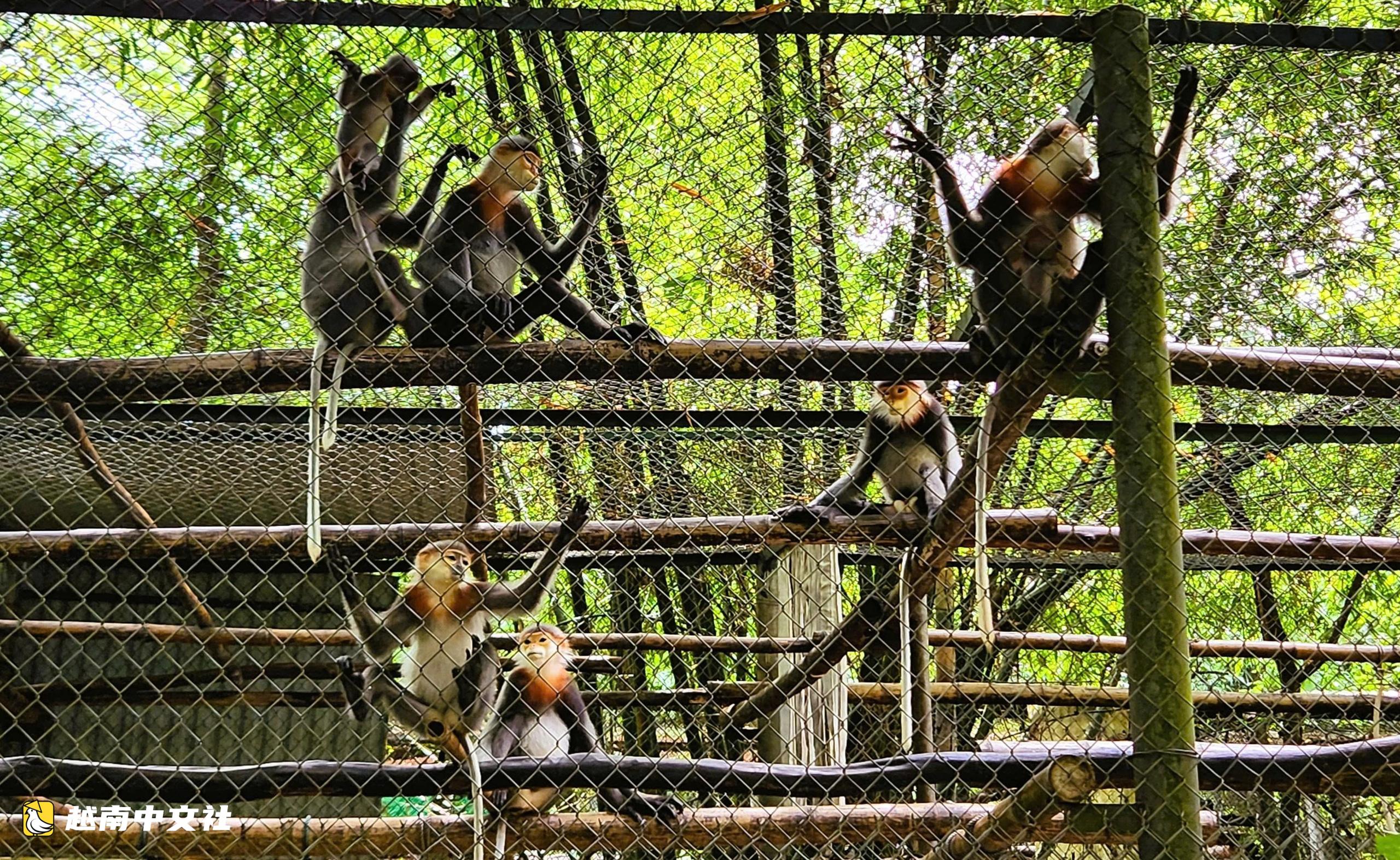 越南菊芳國家公園中默默奉獻的“保育員”