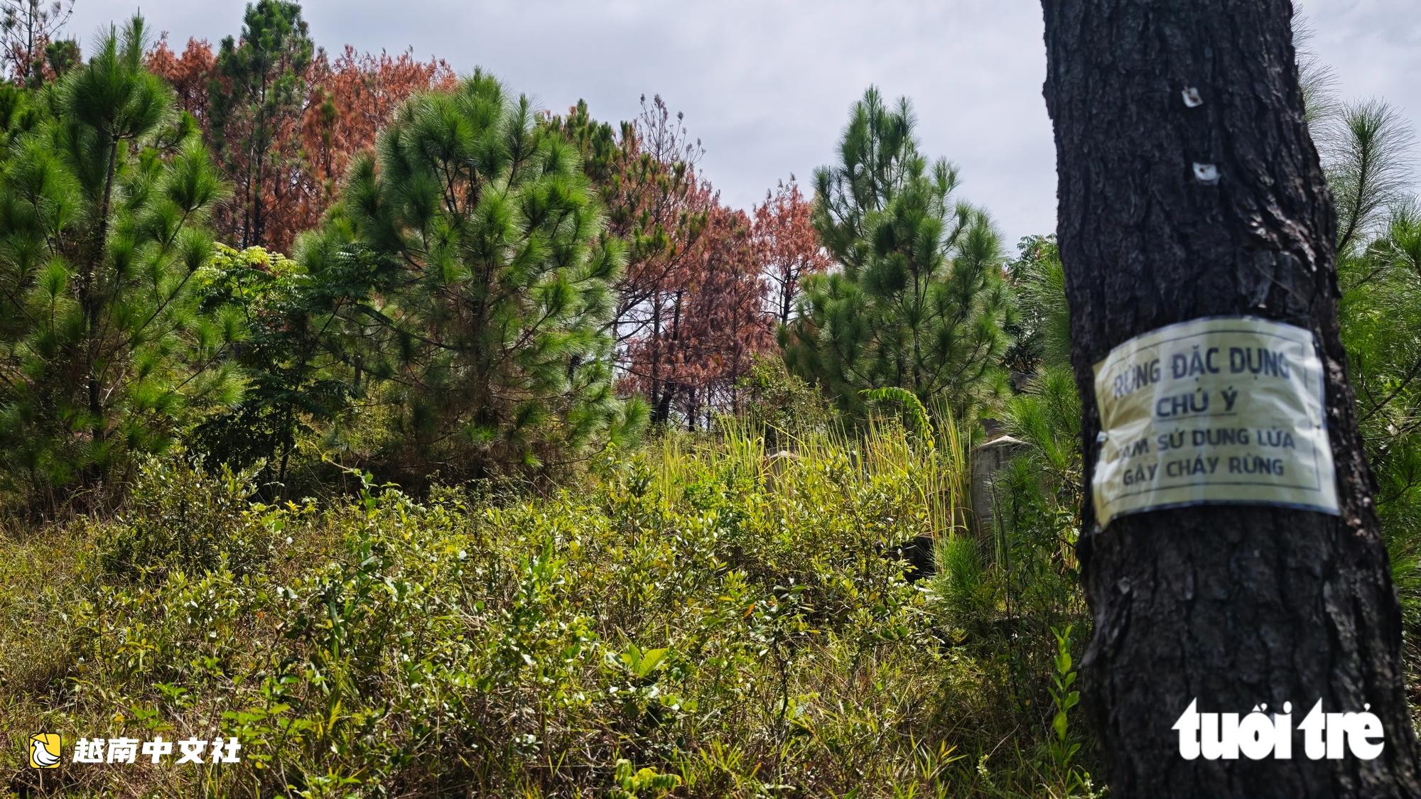 越南御屏山勝景:數百棵松樹燒得通紅,墳墓環繞
