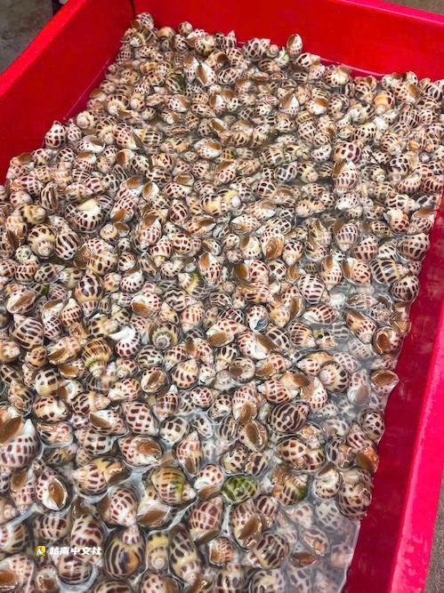 越南數百人下海撿拾養殖池破裂溢出的香螺