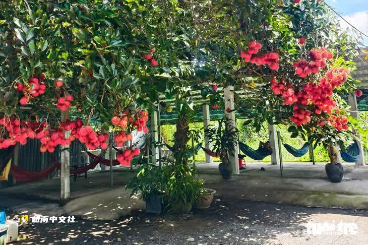 胡志明市專營園、生態旅遊園按100%單價獲得徵地補償