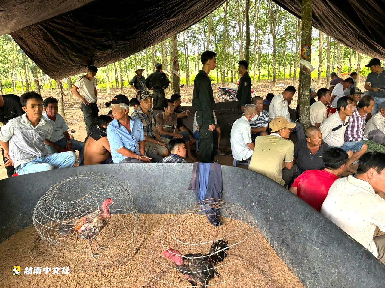 越南西寧省一丈夫組織鬥雞賭博,妻子賣水每日收入數百萬盾