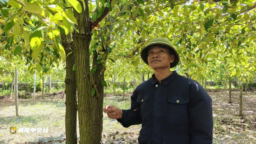 越南海防:革新鹹蘋果種植方式,農民年收入5億越南盾