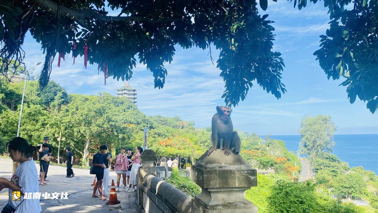 習慣被遊客投餵,越南山茶半島猴子像討要禮物的孩子一樣等遊客給水果