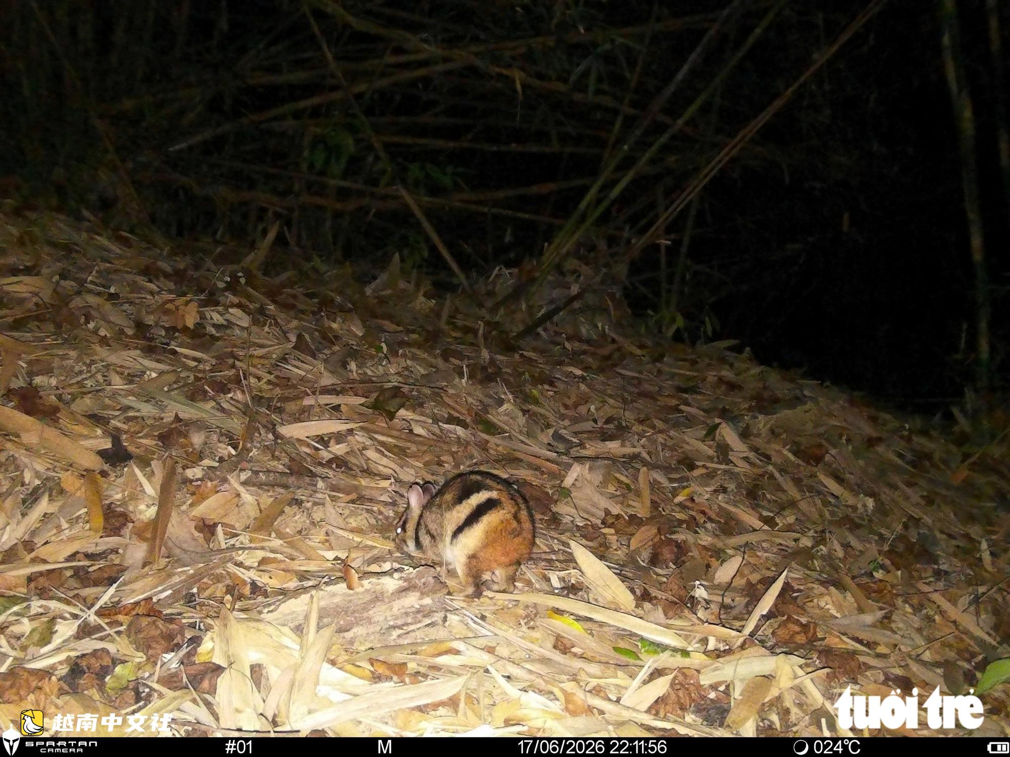 越南山河國家公園紅外相機拍到珍稀動物特殊瞬間
