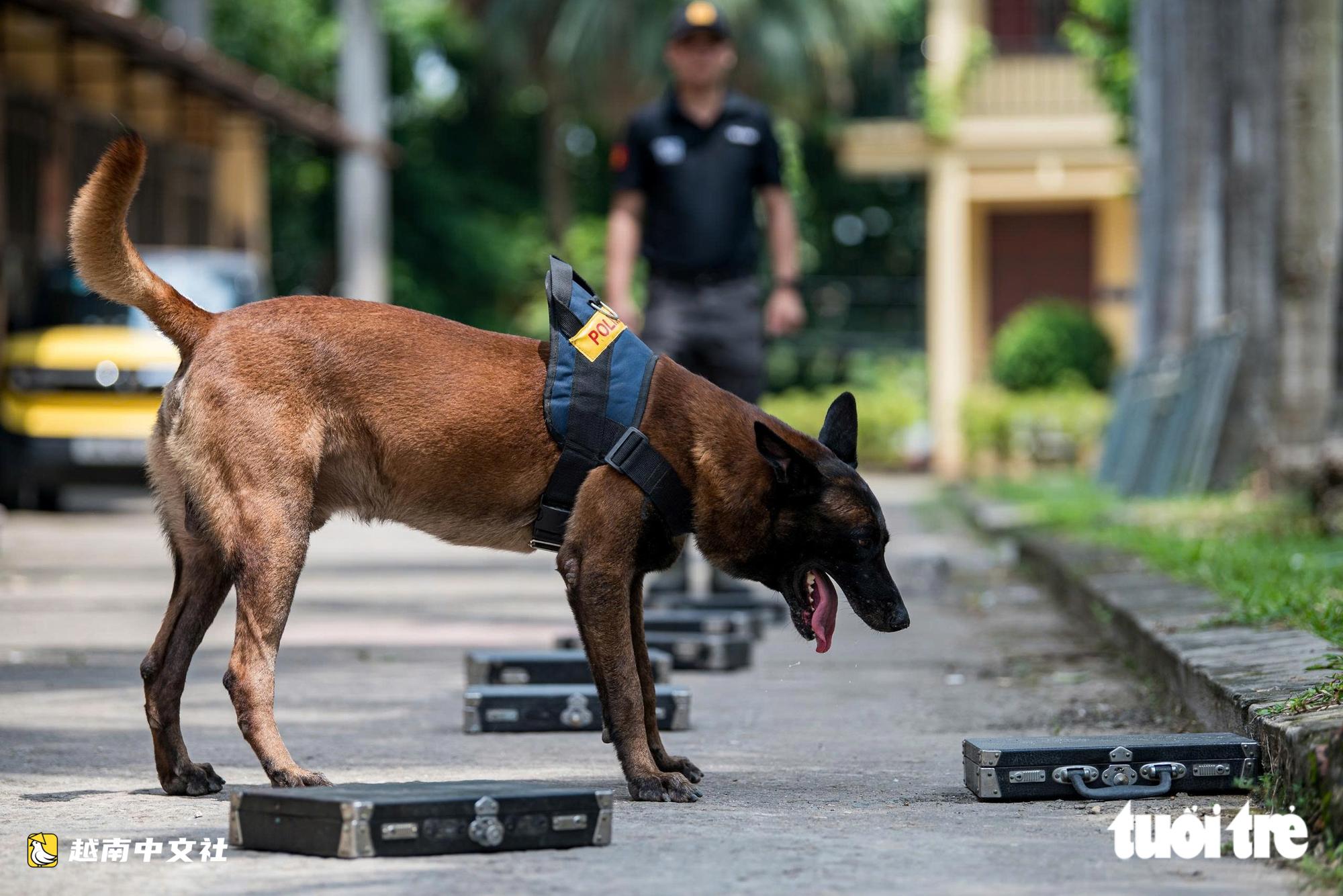 越南警衛司令部訓練警犬“出擊”打擊罪犯,“無聲”示意