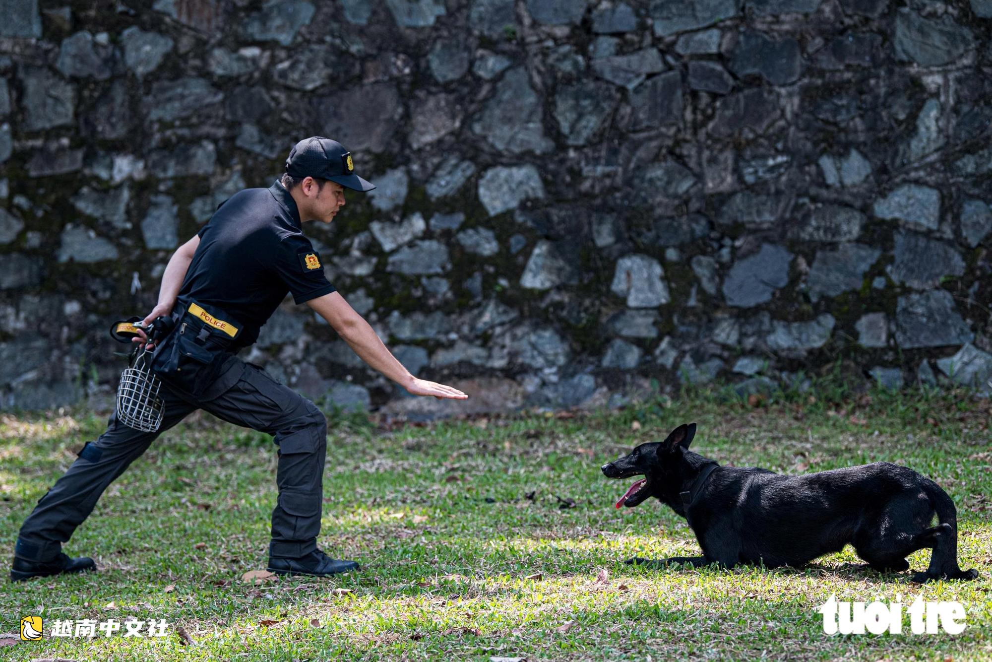 越南警衛司令部訓練警犬“出擊”打擊罪犯,“無聲”示意