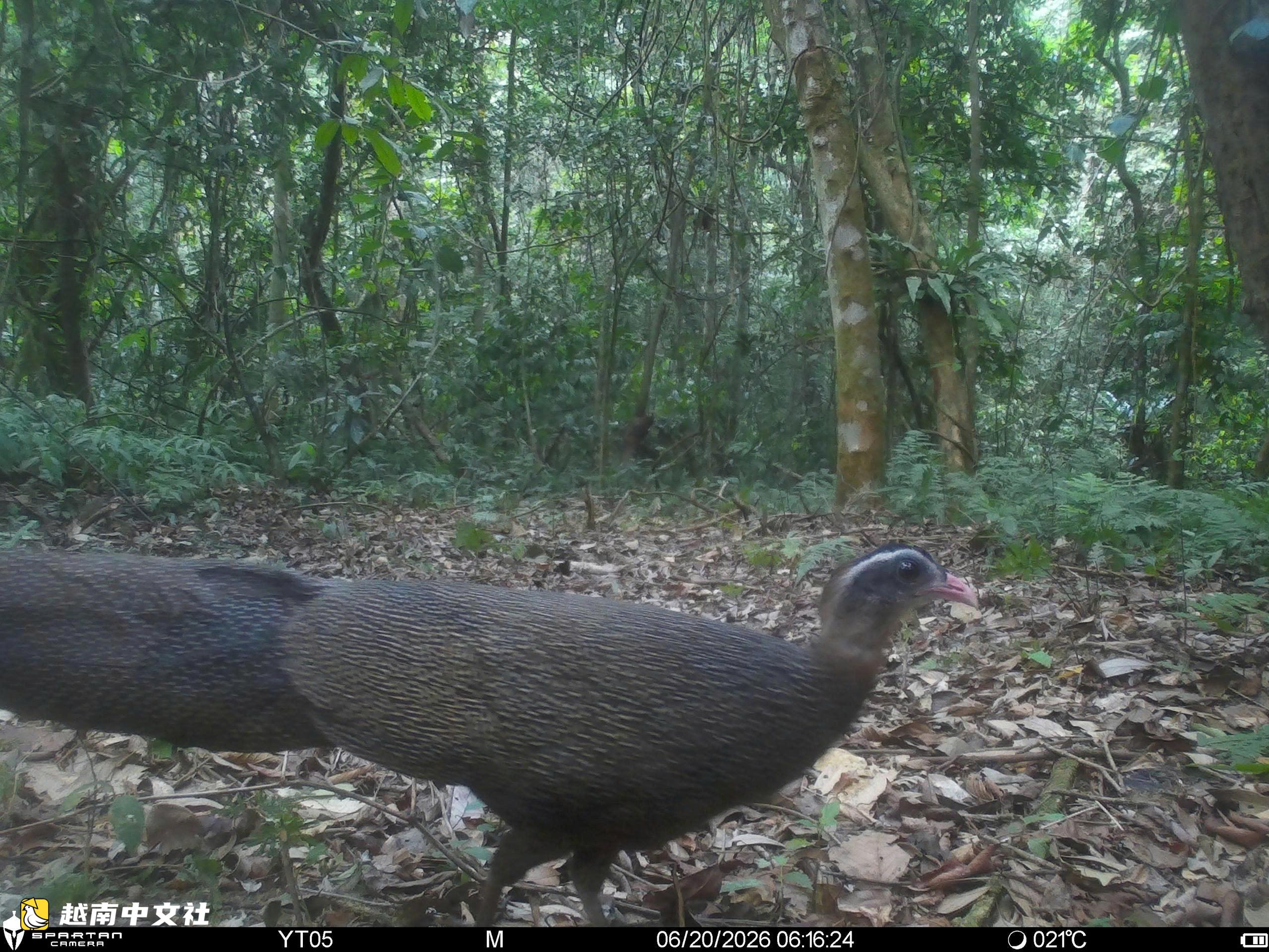 越南山河國家公園紅外相機拍到珍稀動物特殊瞬間