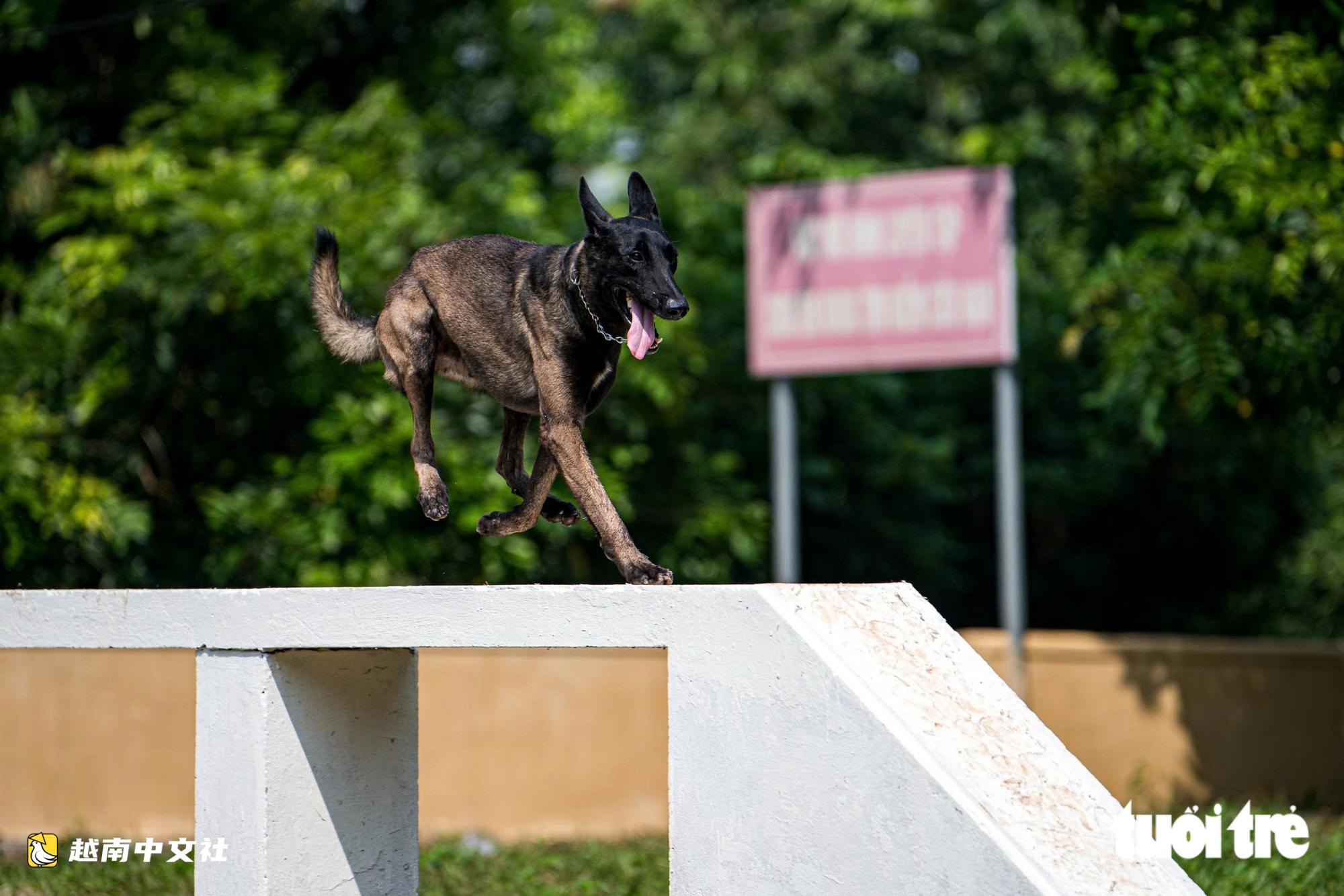 越南警衛司令部訓練警犬“出擊”打擊罪犯,“無聲”示意