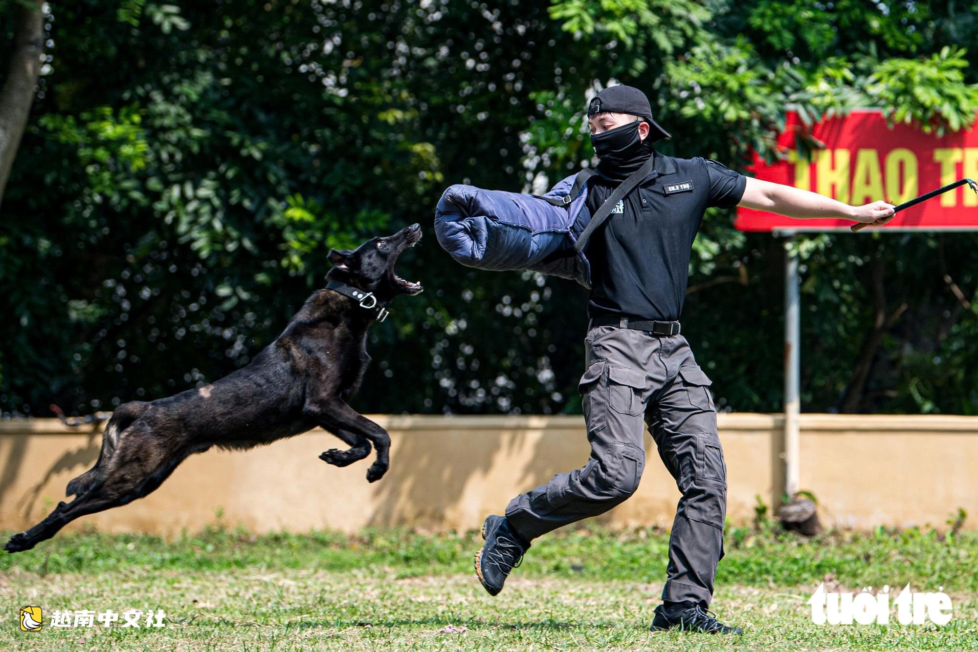 越南警衛司令部訓練警犬“出擊”打擊罪犯,“無聲”示意