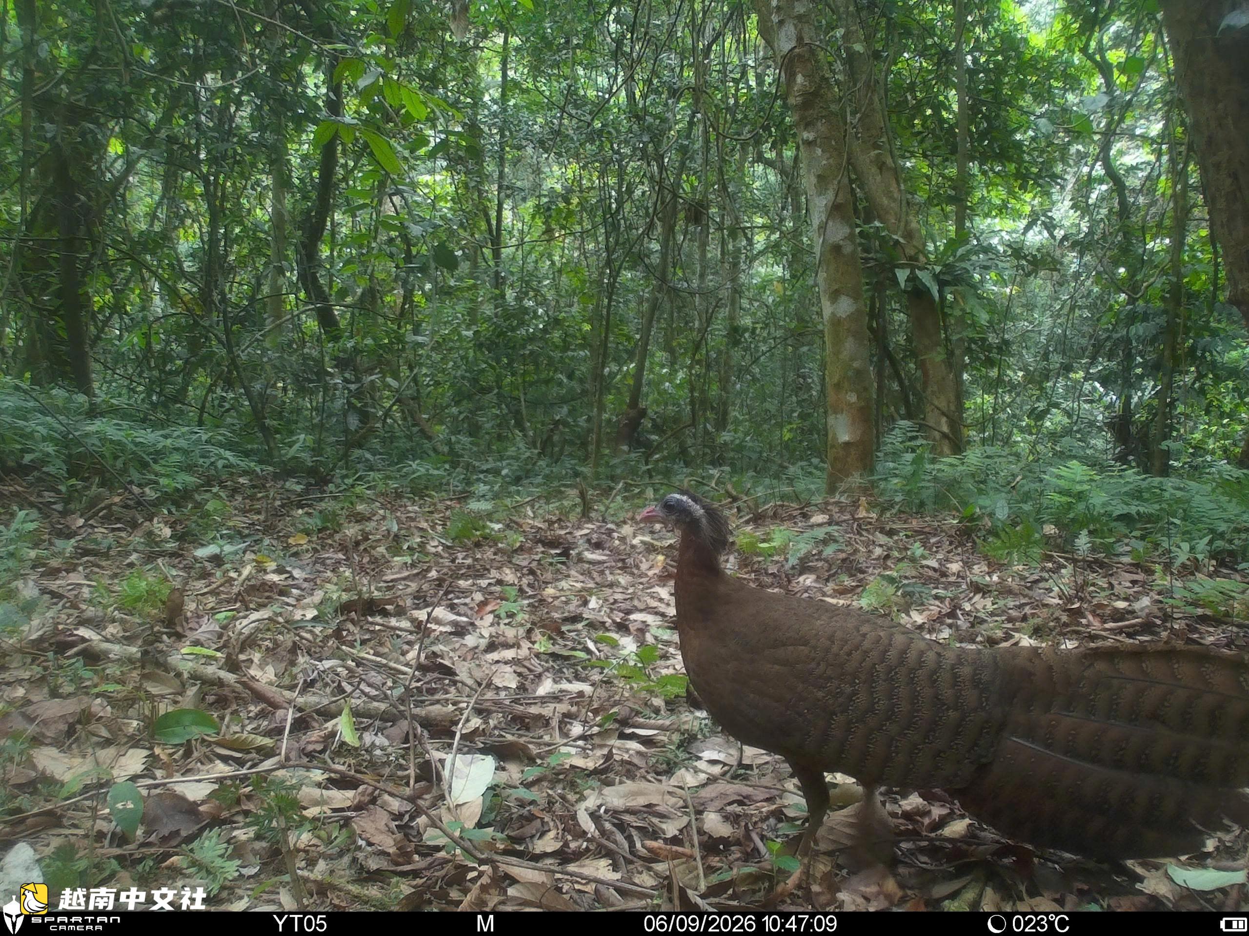 越南山河國家公園紅外相機拍到珍稀動物特殊瞬間