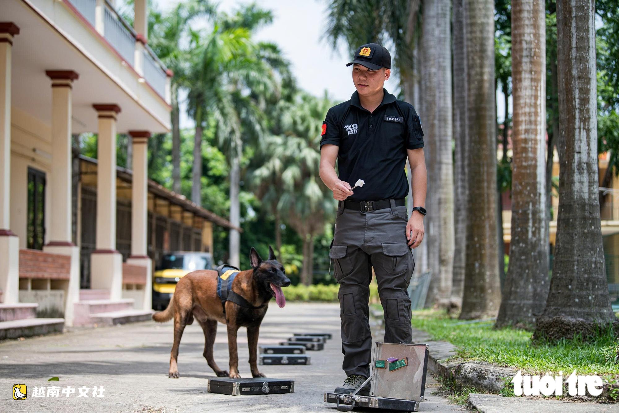 越南警衛司令部訓練警犬“出擊”打擊罪犯,“無聲”示意