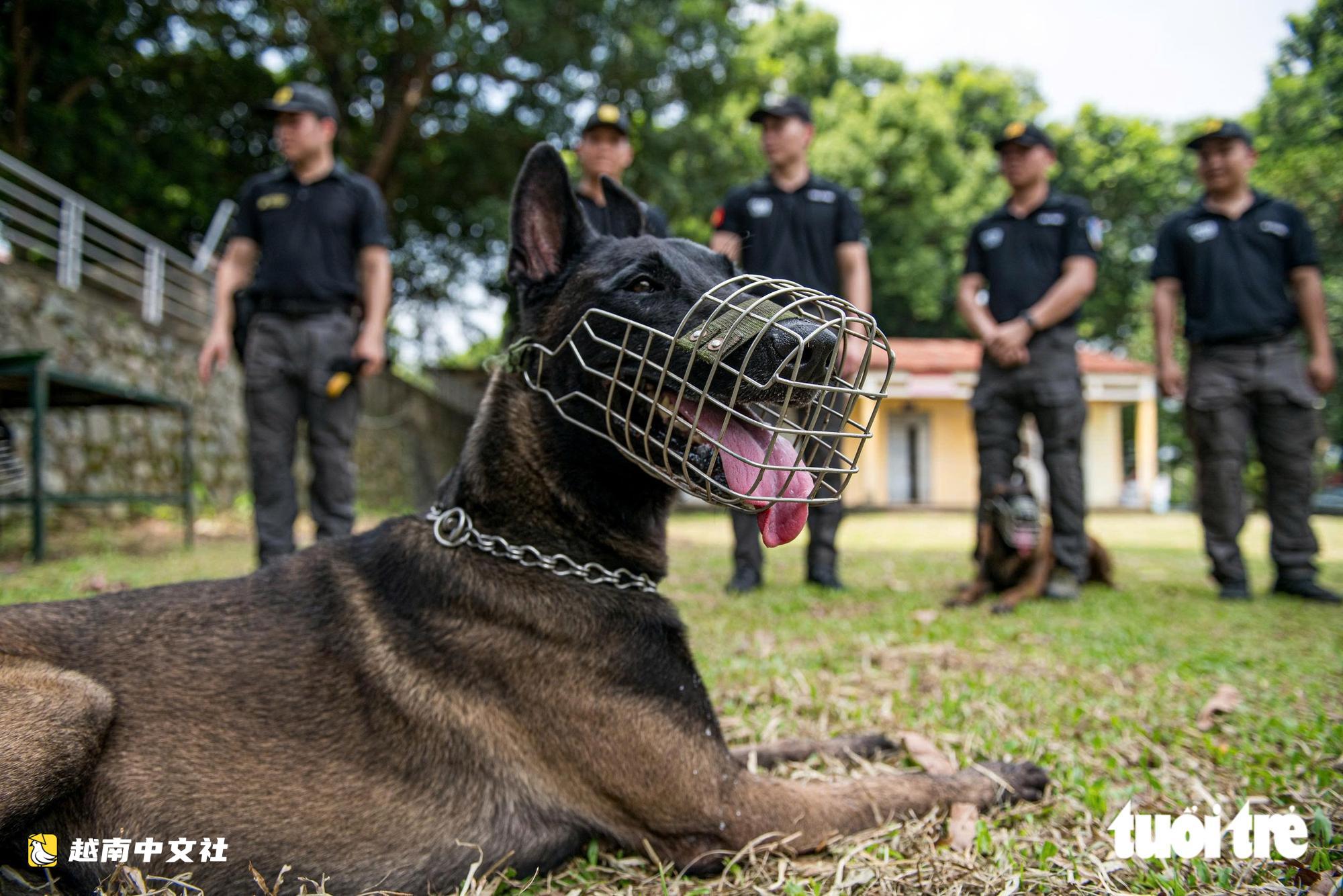 越南警衛司令部訓練警犬“出擊”打擊罪犯,“無聲”示意