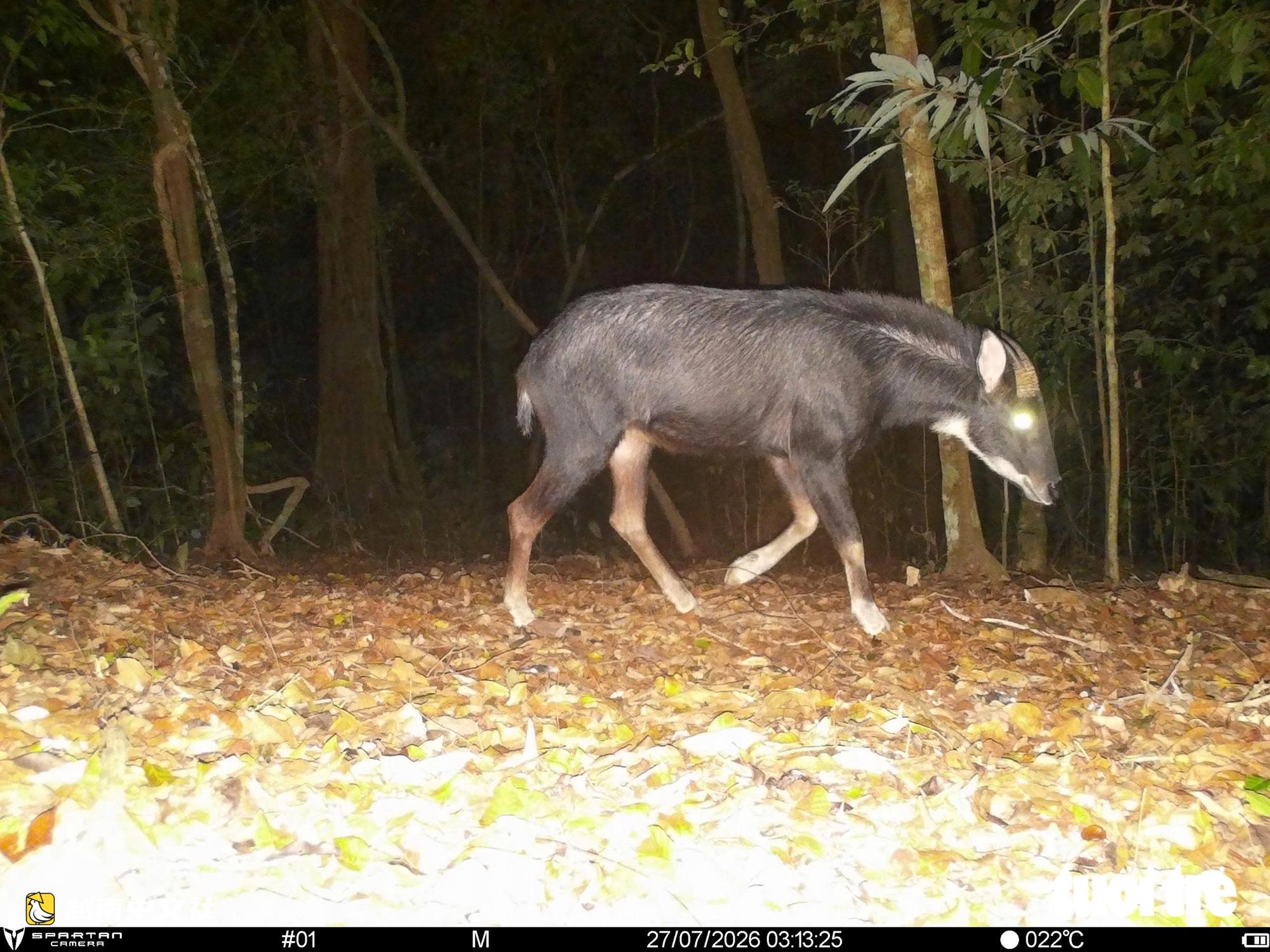 越南山河國家公園紅外相機拍到珍稀動物特殊瞬間