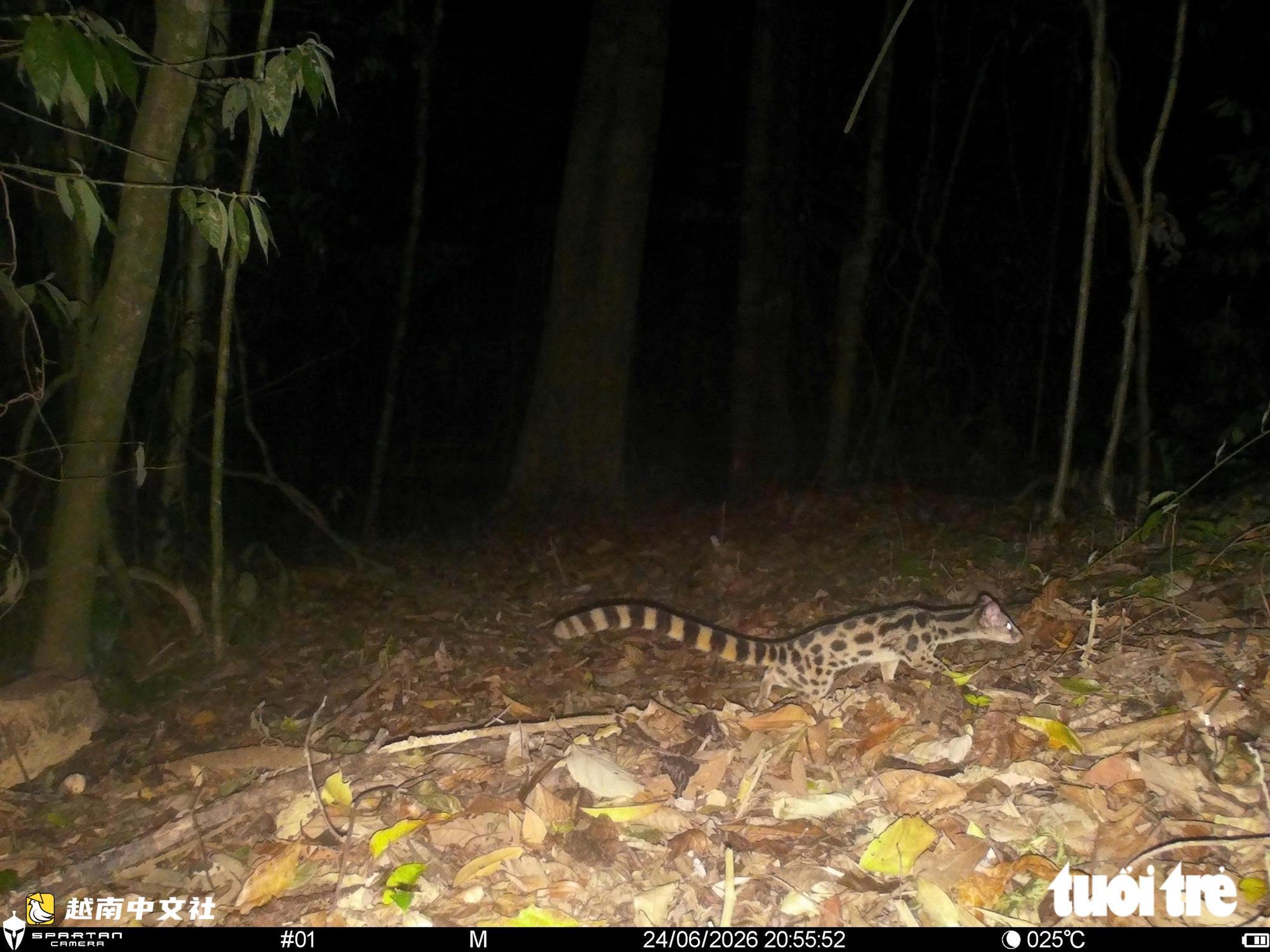 越南山河國家公園紅外相機拍到珍稀動物特殊瞬間