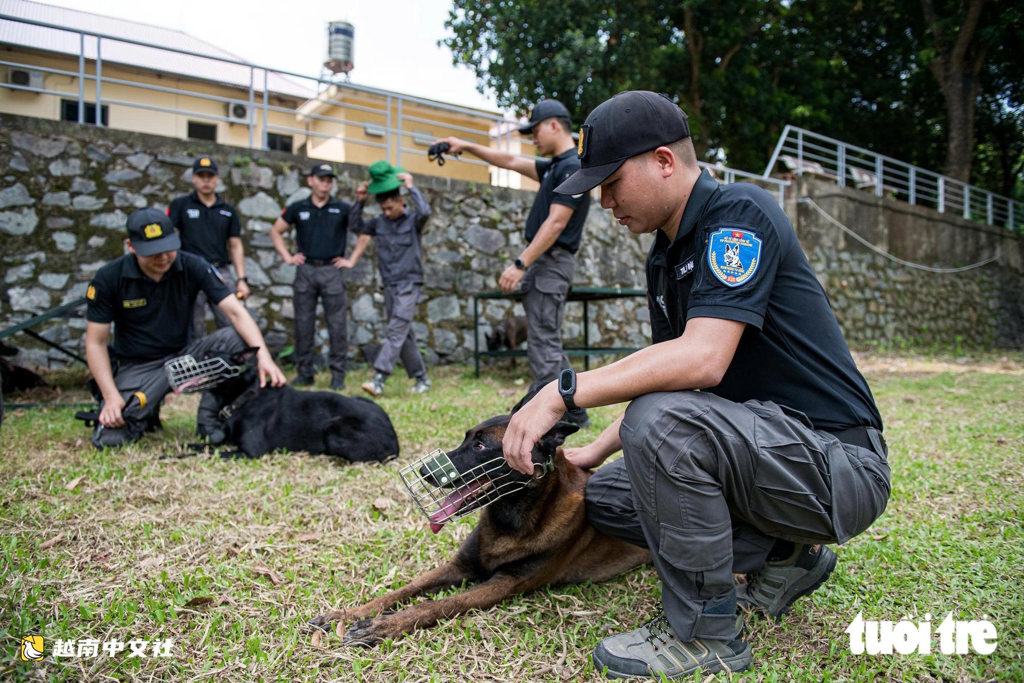越南警衛司令部訓練警犬“出擊”打擊罪犯,“無聲”示意