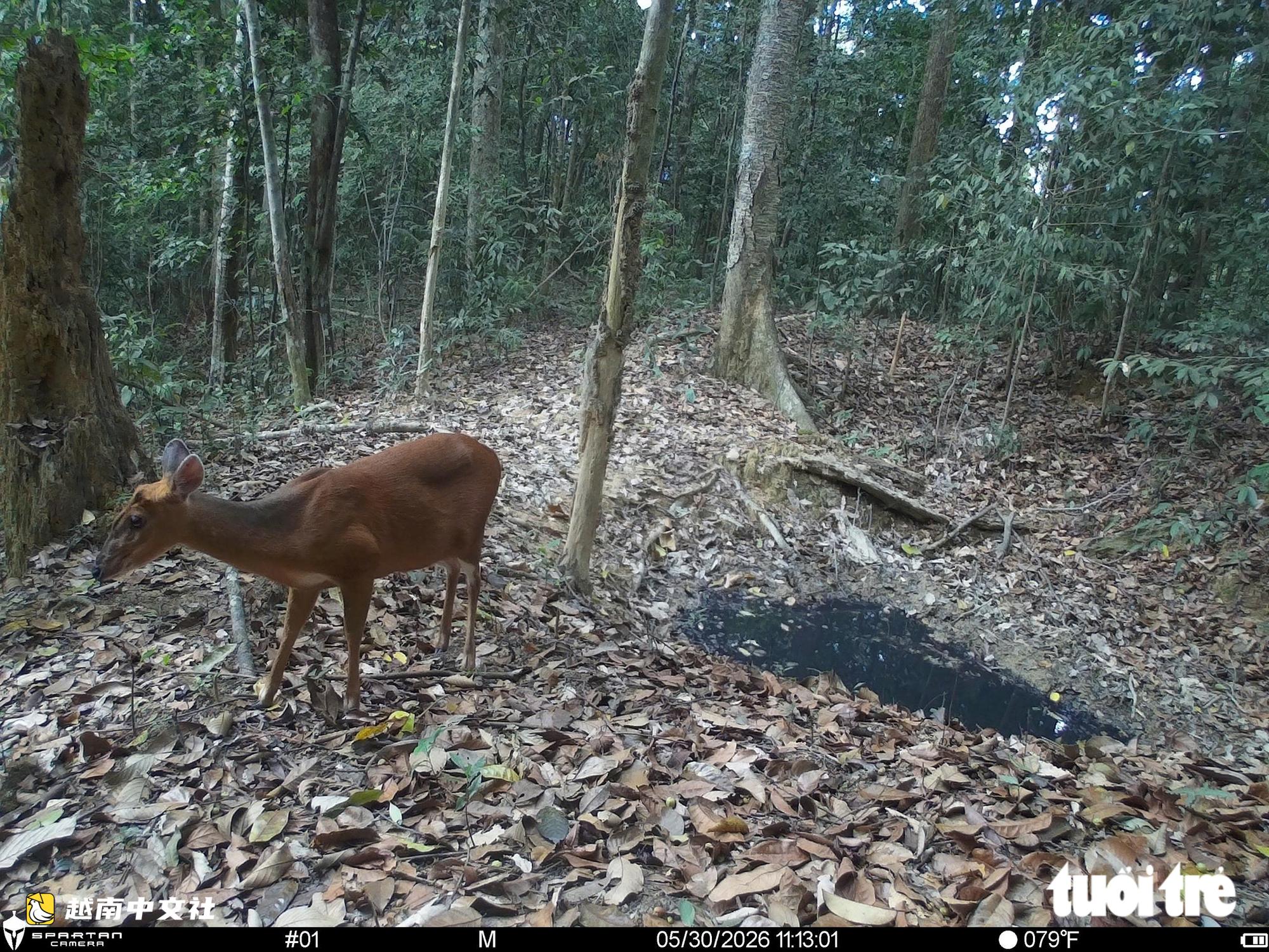 越南山河國家公園紅外相機拍到珍稀動物特殊瞬間