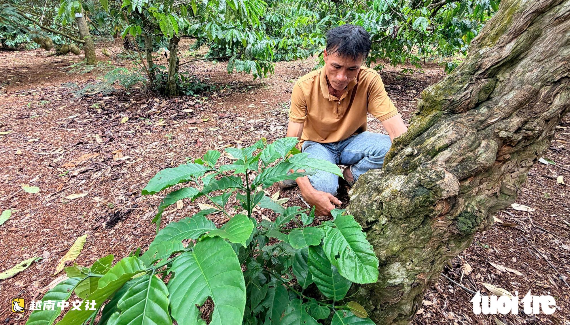 越南百年咖啡樹和榴蓮樹成為多樂省種植區的象徵
