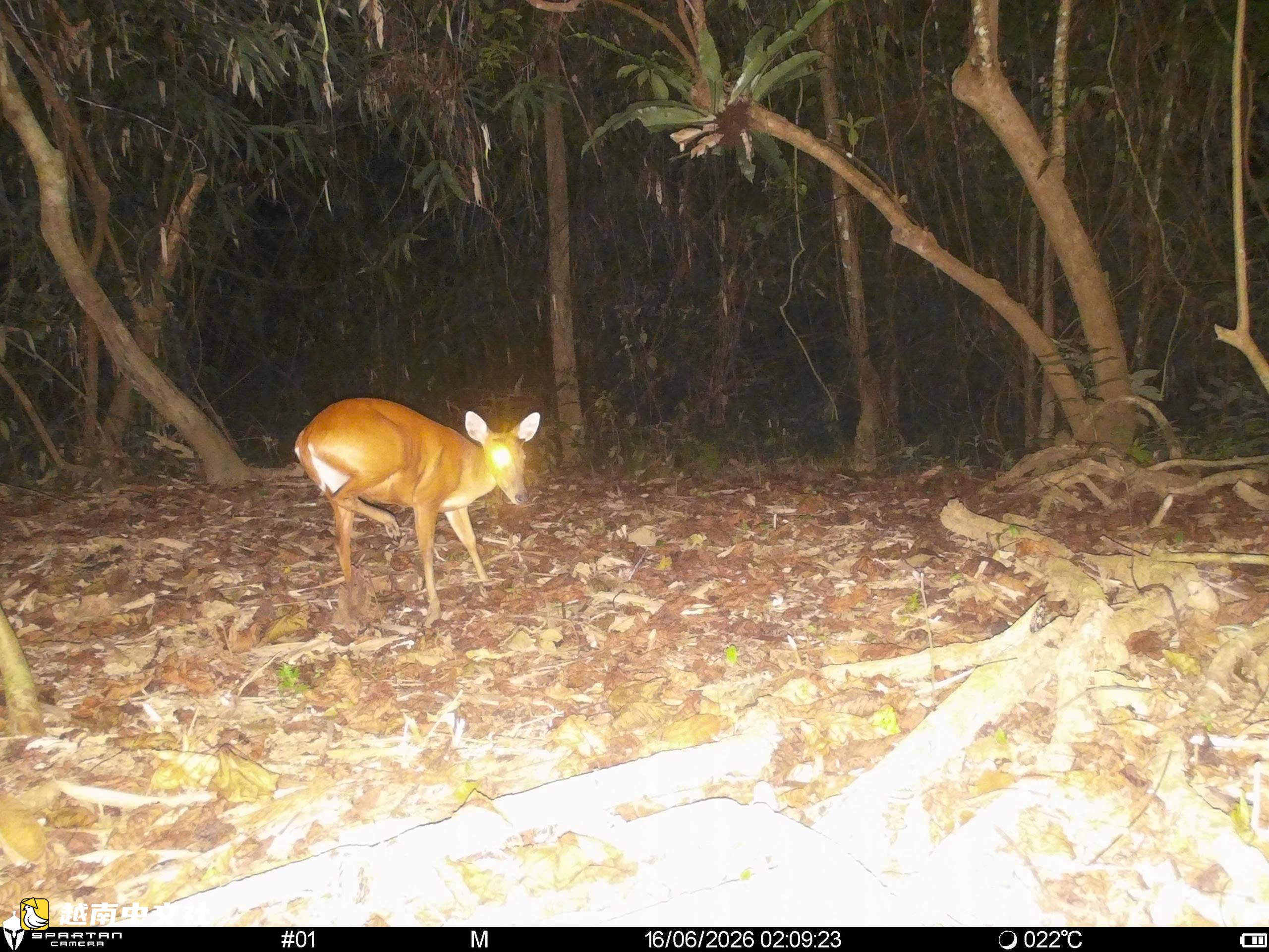 越南山河國家公園紅外相機拍到珍稀動物特殊瞬間