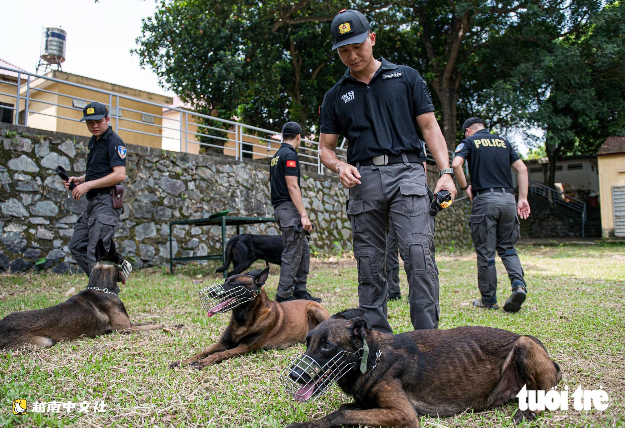 越南警衛司令部訓練警犬“出擊”打擊罪犯,“無聲”示意