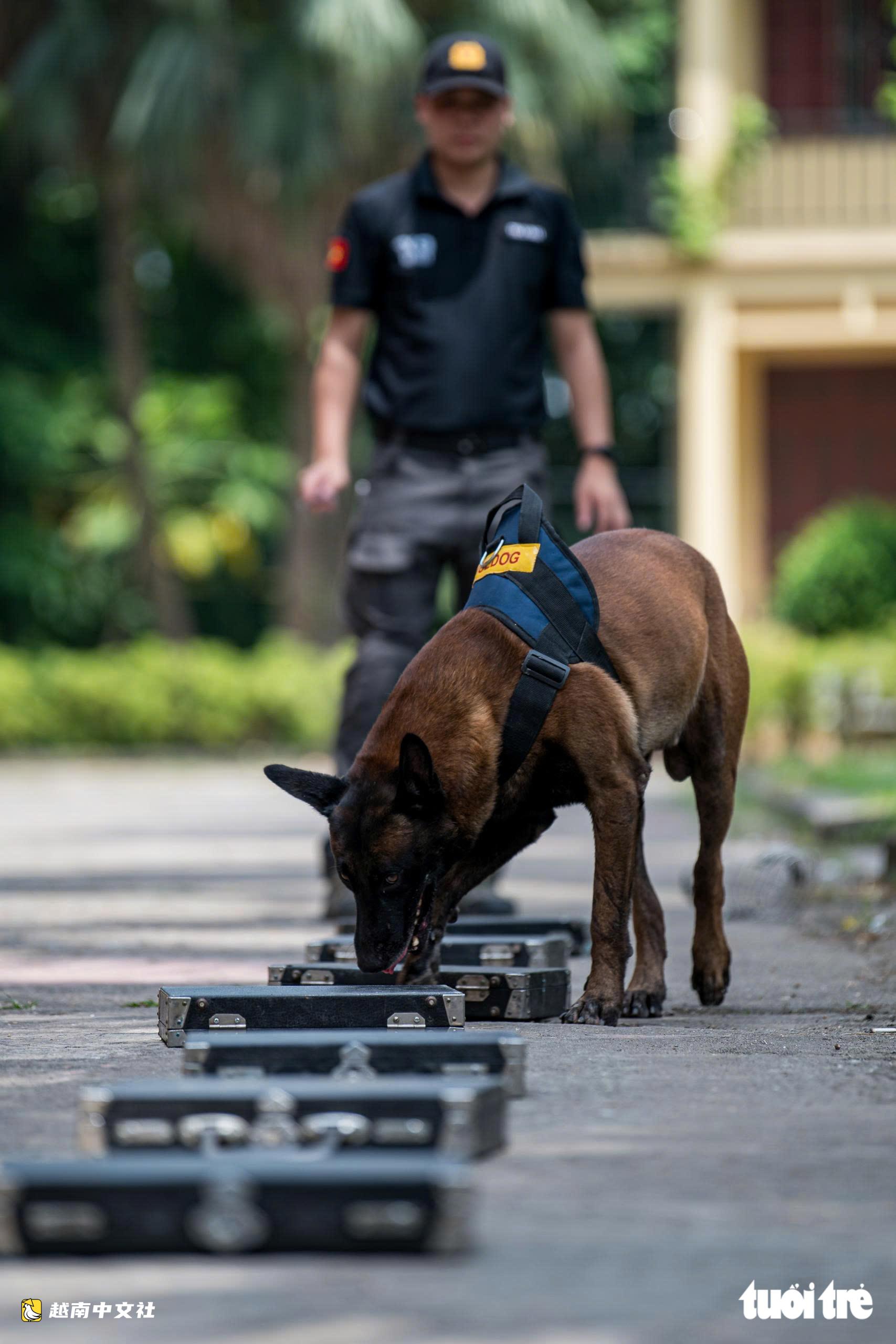 越南警衛司令部訓練警犬“出擊”打擊罪犯,“無聲”示意