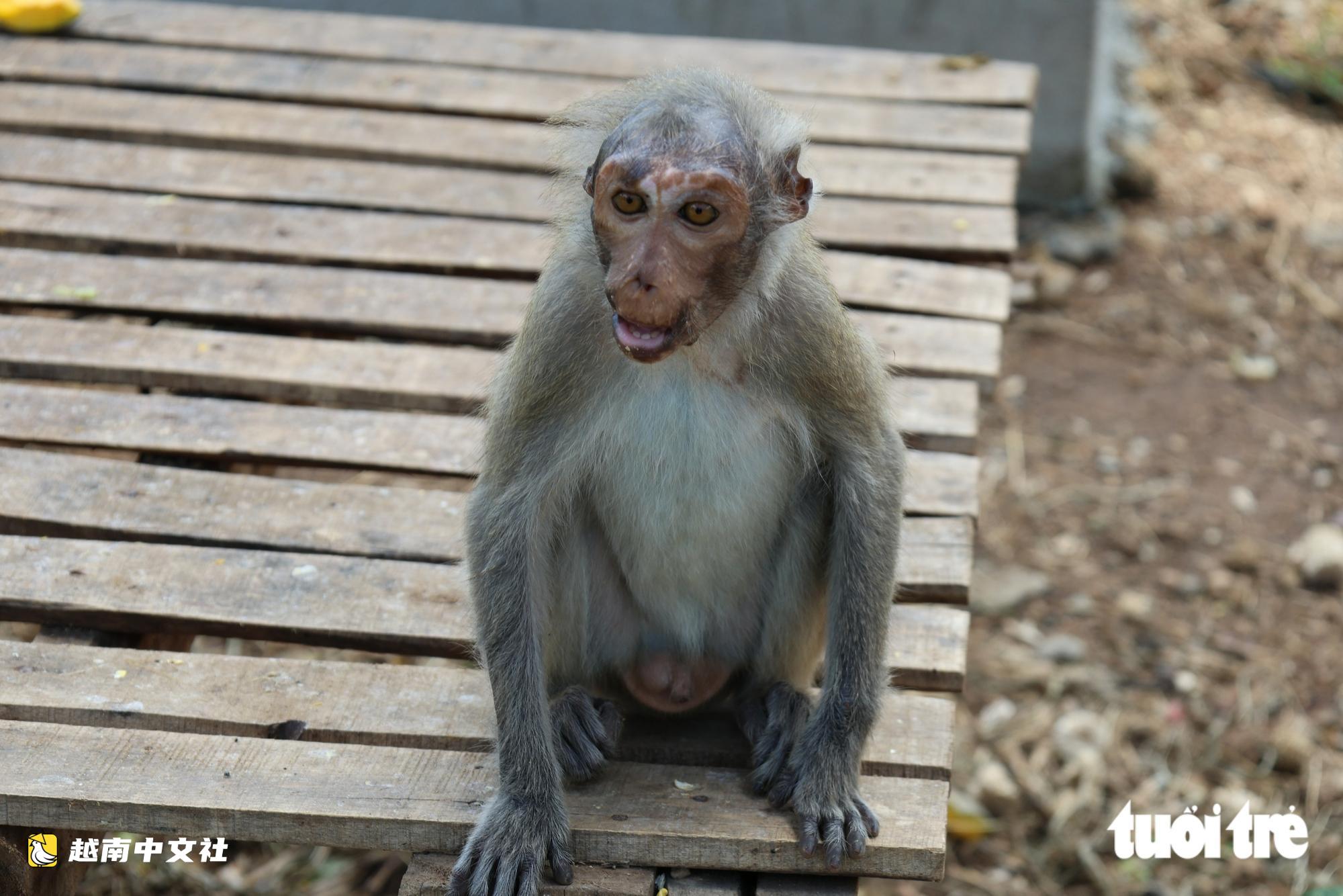 越南野生動物救護中心:特殊猴子的“奶媽”