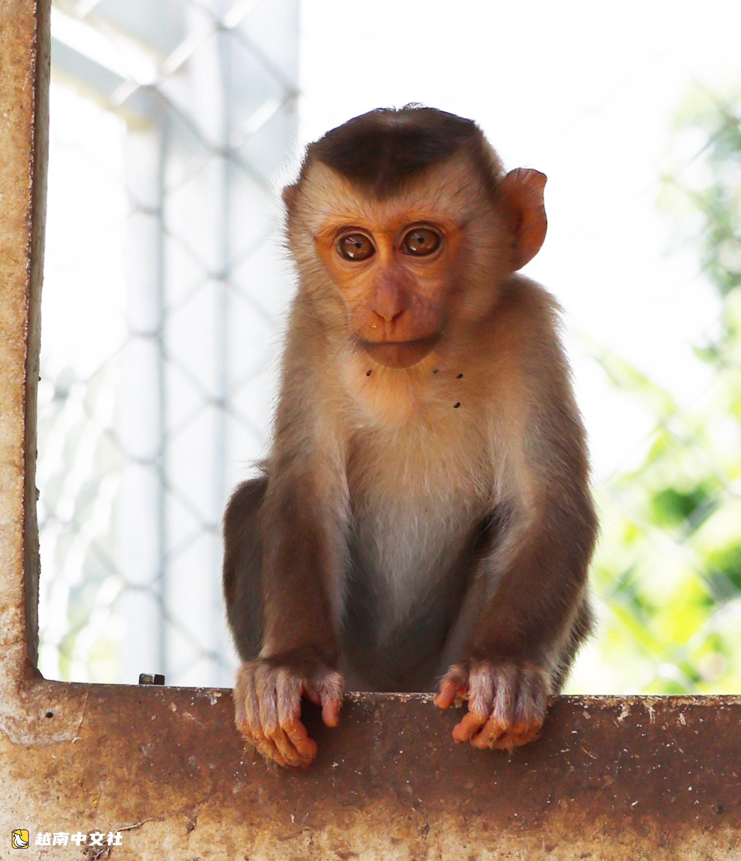 越南野生動物救護中心:特殊猴子的“奶媽”