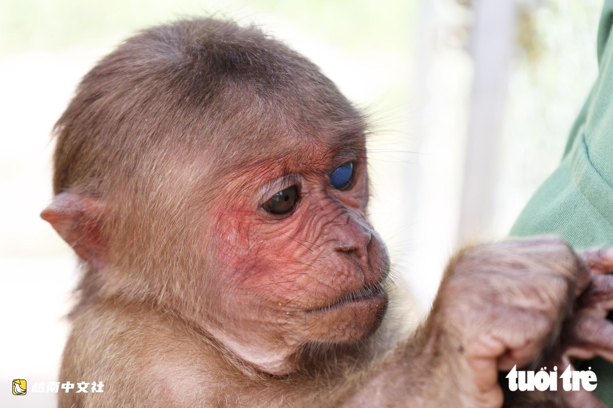 越南野生動物救護中心:特殊猴子的“奶媽”