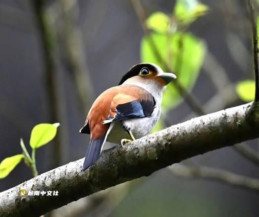 越南風牙-格邦國家公園開闢野生鳥類觀賞旅遊