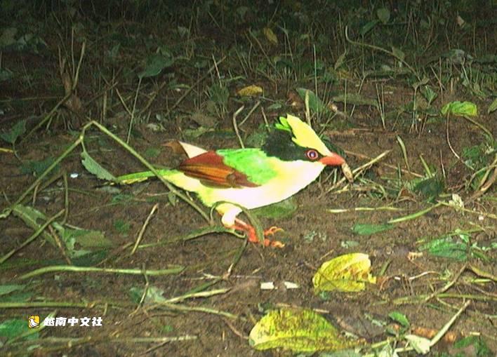 越南風牙-格邦國家公園開闢野生鳥類觀賞旅遊