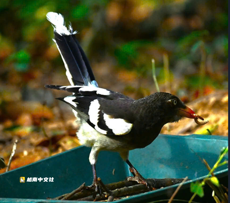 越南風牙-格邦國家公園開闢野生鳥類觀賞旅遊