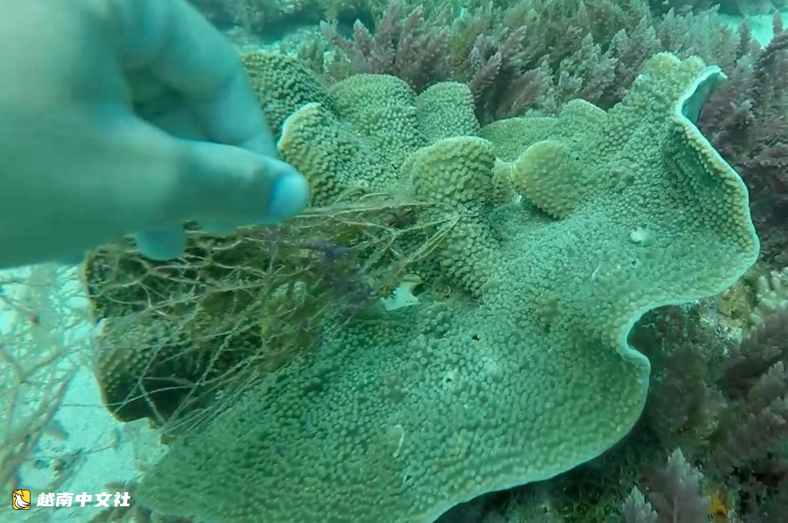 越南昏果島潛水員海底清除“幽靈漁網”,拯救海洋生物