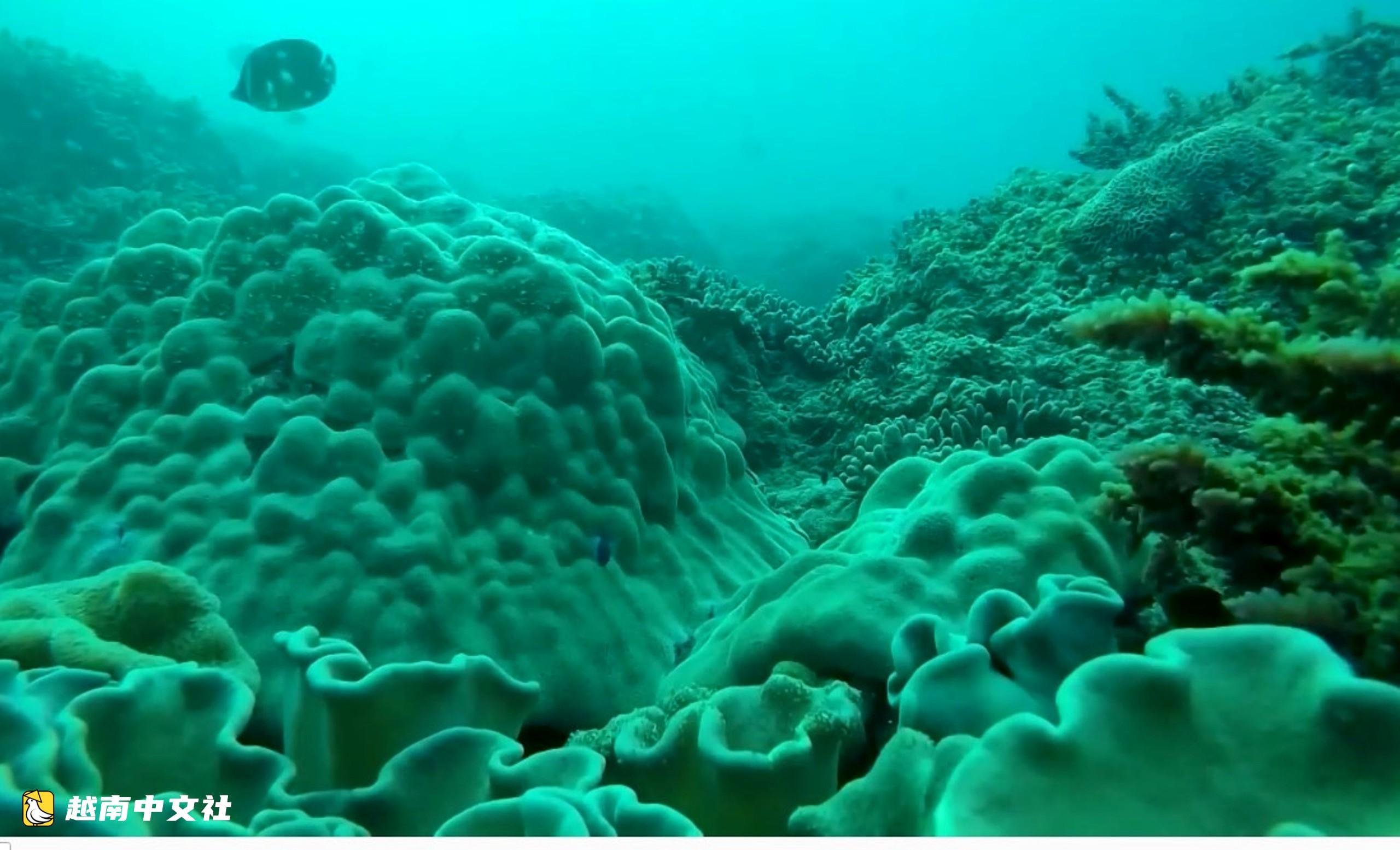 越南昏果島潛水員海底清除“幽靈漁網”,拯救海洋生物