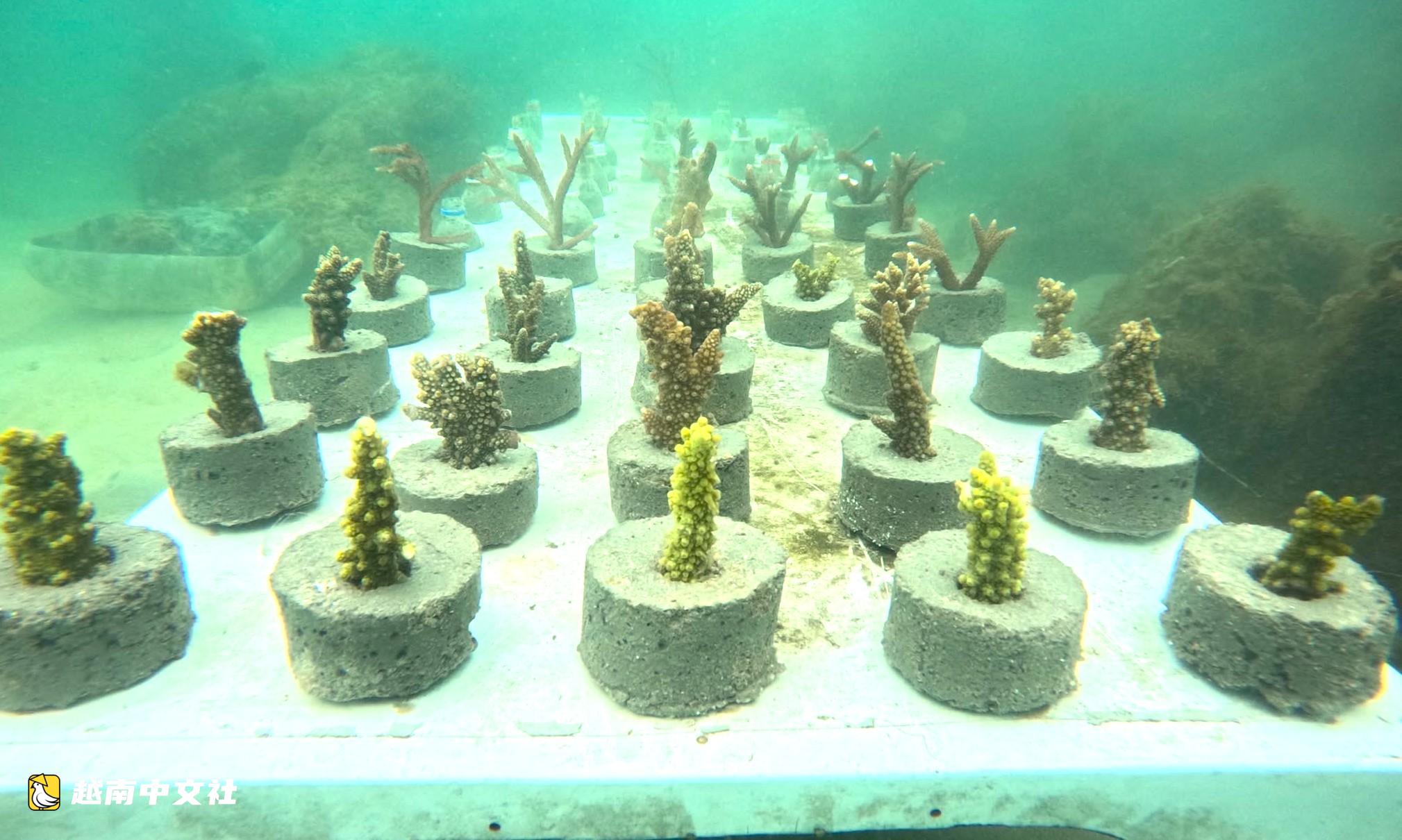 越南9·2國慶假期:芽莊灣以自由潛水和親手種植珊瑚體驗吸引遊客