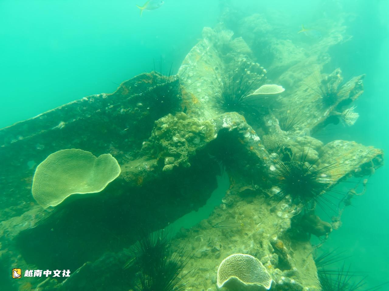 特寫:越南雲羅灣海底沉睡60多年的無號船殘骸