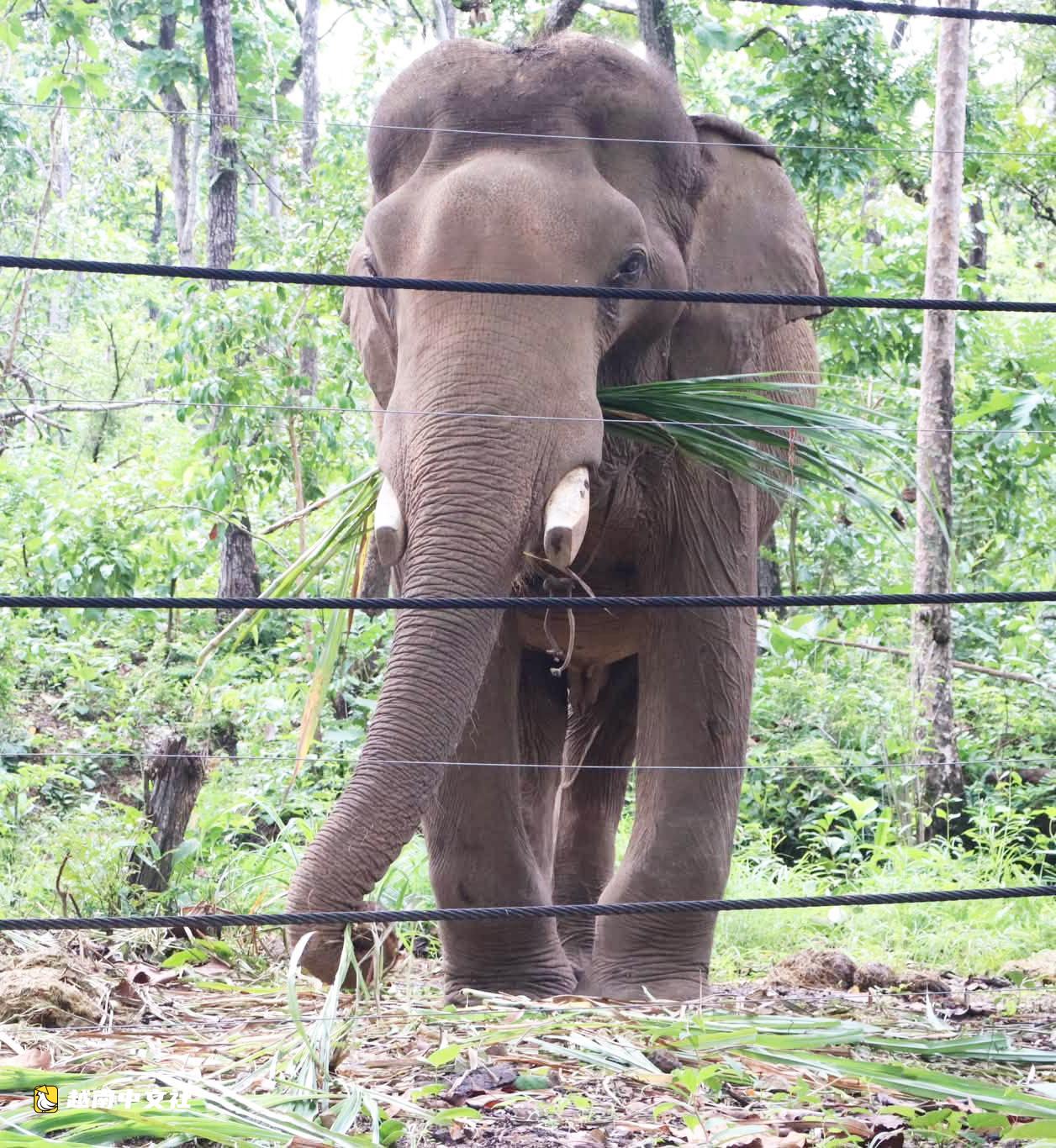 越南邦敦救援站節日期間開放供遊客觀賞大象和野生動物