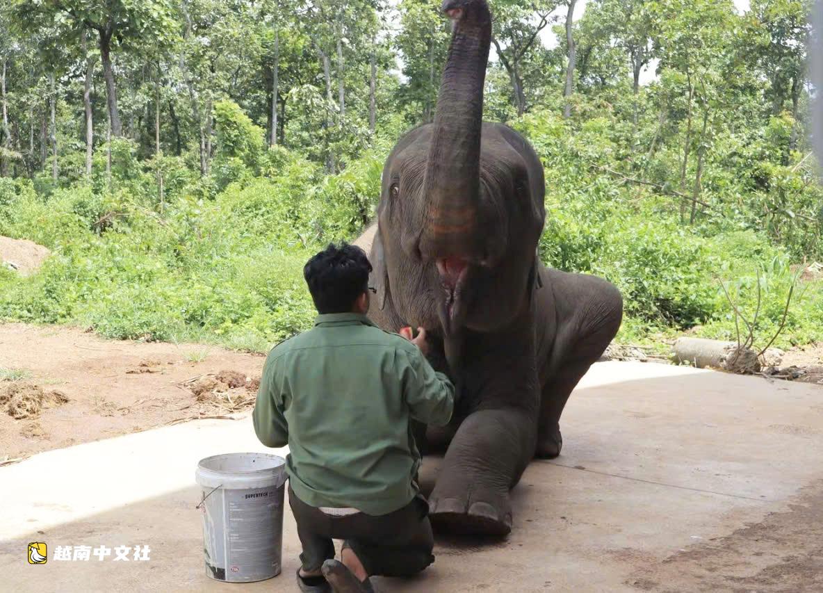 越南邦敦救援站節日期間開放供遊客觀賞大象和野生動物