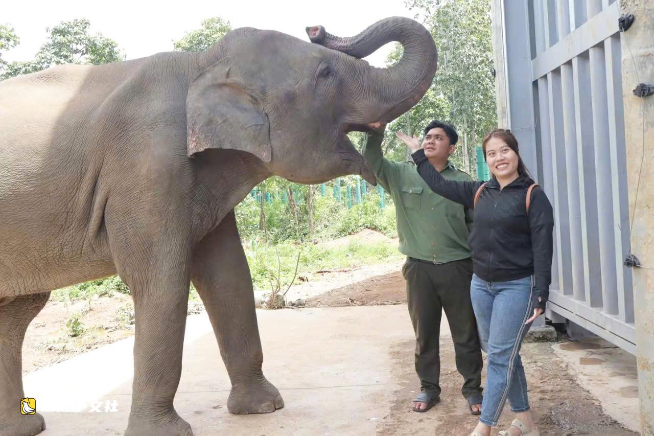越南邦敦救援站節日期間開放供遊客觀賞大象和野生動物