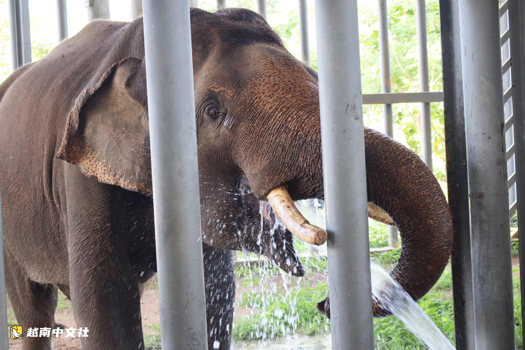 越南邦敦救援站節日期間開放供遊客觀賞大象和野生動物