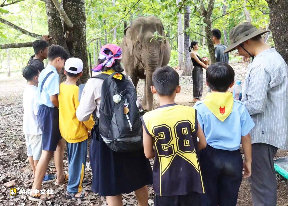 越南邦敦救援站節日期間開放供遊客觀賞大象和野生動物