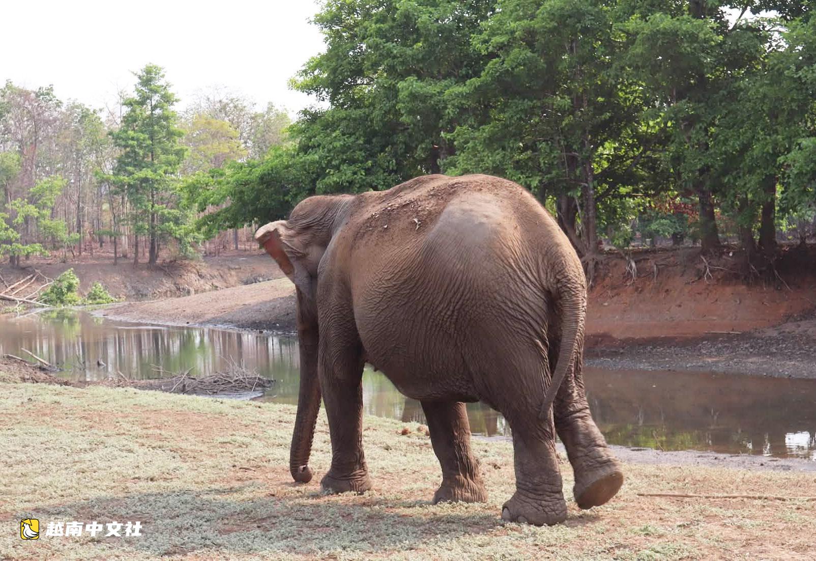 越南邦敦救援站節日期間開放供遊客觀賞大象和野生動物