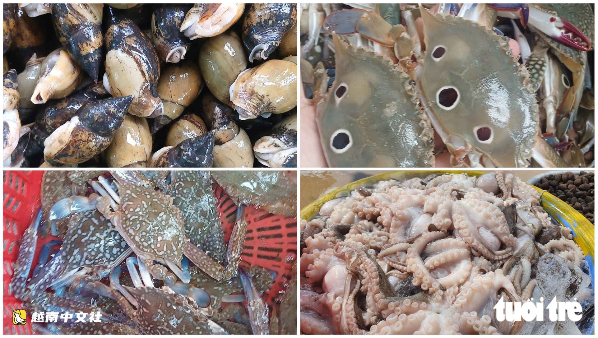 越南國慶假期:去西部原始海灘遊玩,在紅樹林中品味咖啡