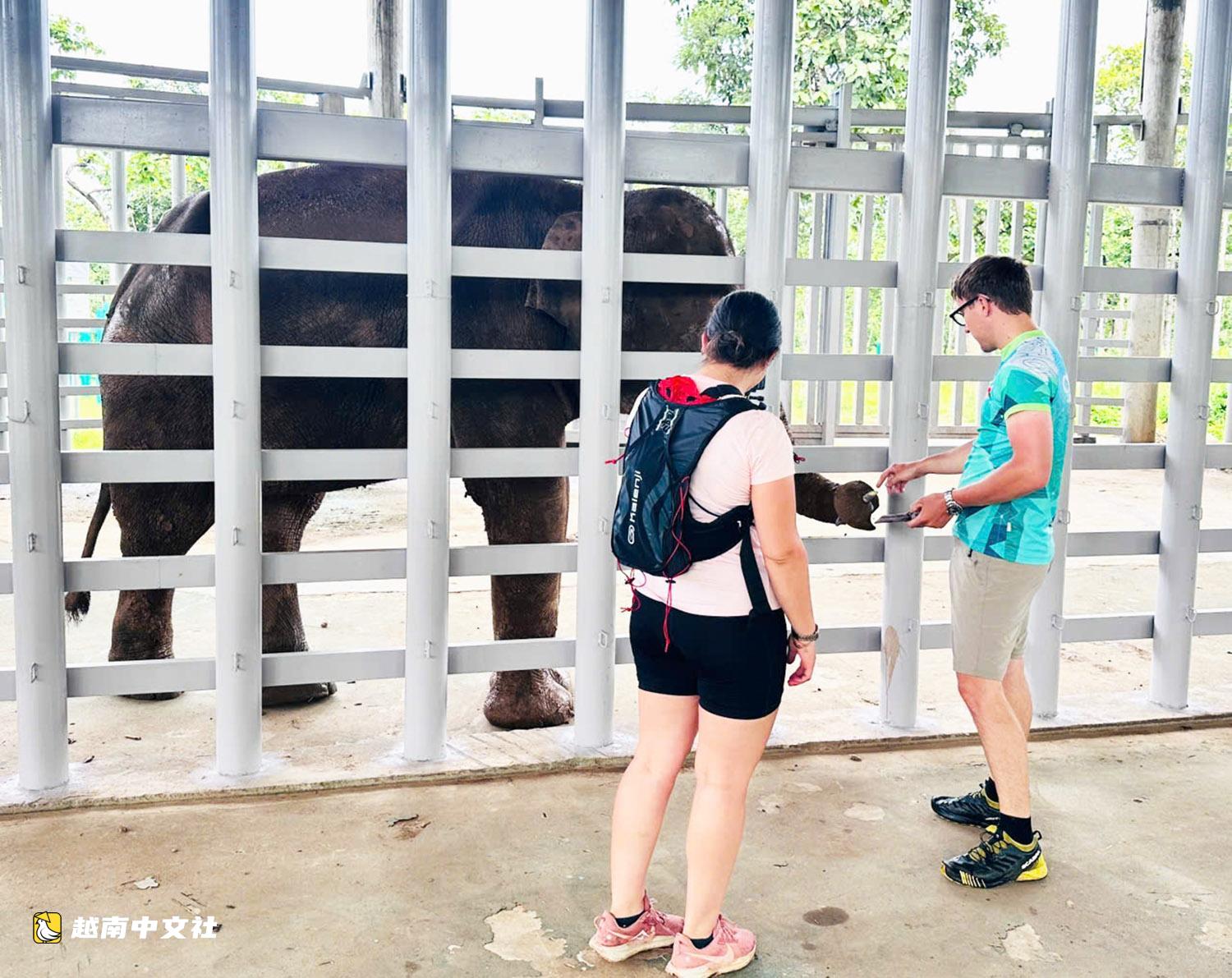 越南邦敦救援站節日期間開放供遊客觀賞大象和野生動物